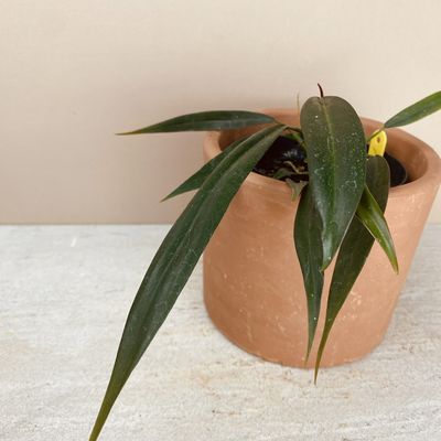 Philodendron bicolor (pequeno)