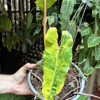 Philodendron billietiae Variegata