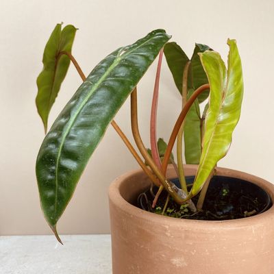 Philodendron billietiae (pequeno)