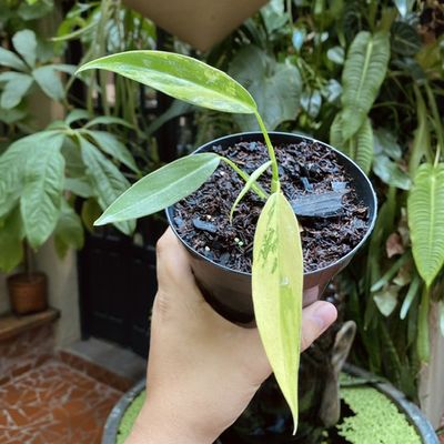 Philodendron domesticum variegata