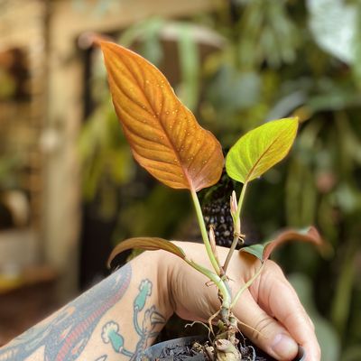 Philodendron ernestii red