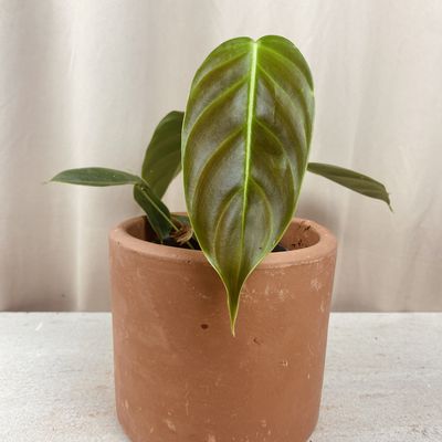 Philodendron esmeraldense narrow (pequeno)