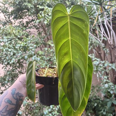 Philodendron esmeraldense narrow (médio)