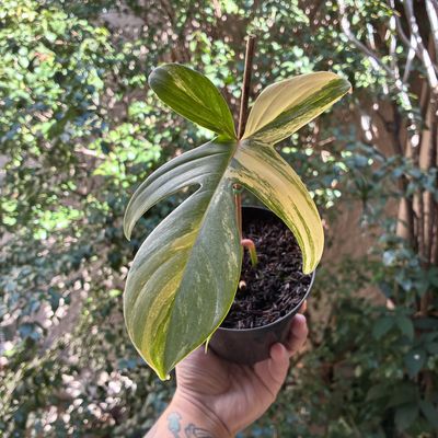 Philodendron florida beauty