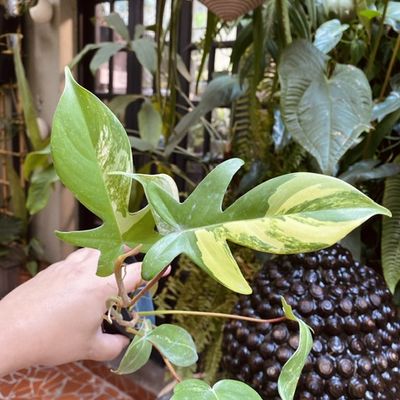 Philodendron florida beauty