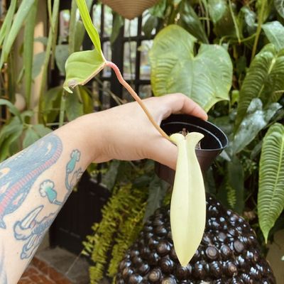 Philodendron florida beauty (pequeno)