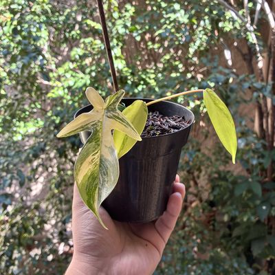 Philodendron florida beauty (pequeno)