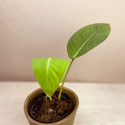 Philodendron geniculatum
