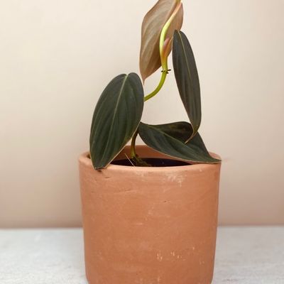 Philodendron gigas