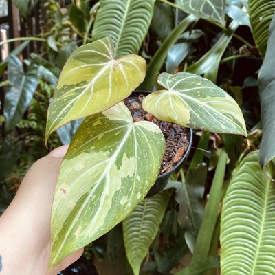 Philodendron gloriosum variegata ‘Tricolor’