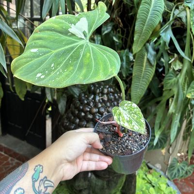 Philodendron gloriosum variegata ‘Tricolor’ (pequeno)