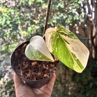 Philodendron gloriosum variegata ‘Tricolor’ (pequeno)