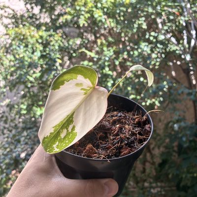 Philodendron gloriosum variegata ‘Tricolor’ (pequeno)