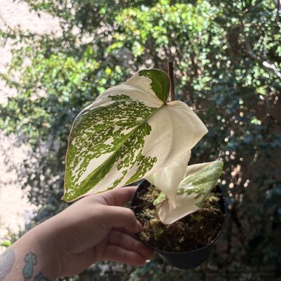 Philodendron gloriosum variegata ‘Tricolor’ (pequeno)
