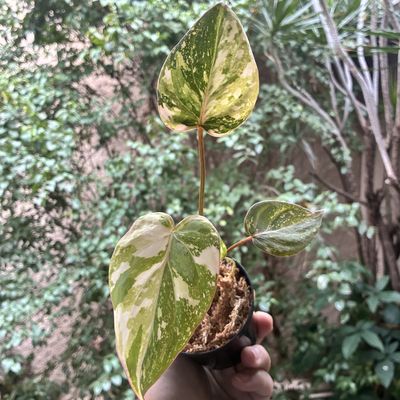 Philodendron gloriosum variegata ‘Tricolor’ (pequeno)