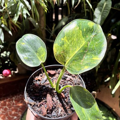 Philodendron green congo variegata