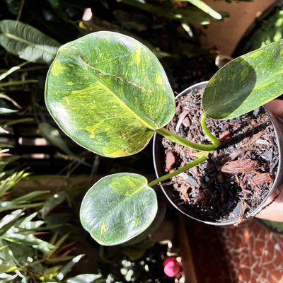 Philodendron green congo variegata