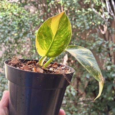 Philodendron green congo variegata