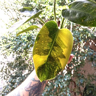 Philodendron green congo variegata (médio)