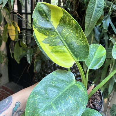 Philodendron green congo variegata (médio)