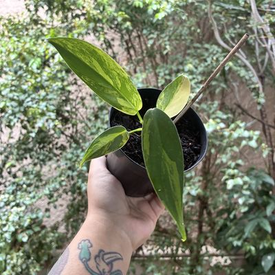 Philodendron hastatum silver variegato