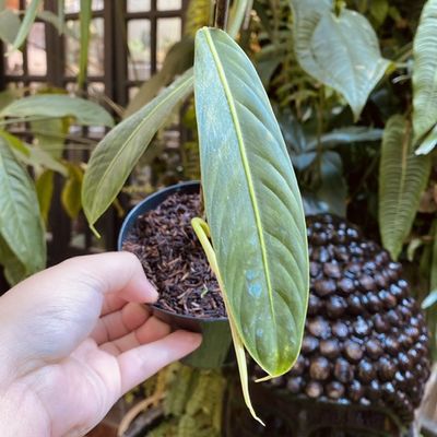 Philodendron heterocraspedon (médio)