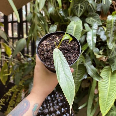 Philodendron heterocraspedon (pequeno)