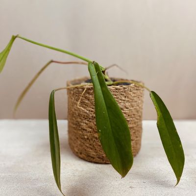 Philodendron x joepii (pequena)