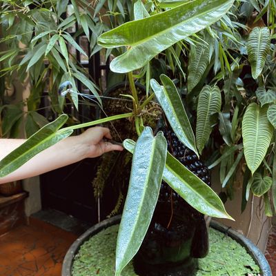 Philodendron madalenense (médio)