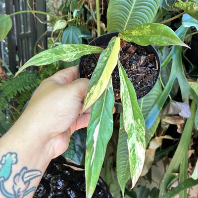 Philodendron marble caramel