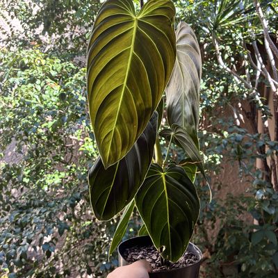 Philodendron melanochrysum (grande)