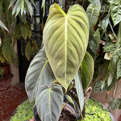 Philodendron melanochrysum (grande)