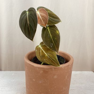 Philodendron melanochrysum (pequeno)