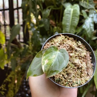Philodendron micans variegato