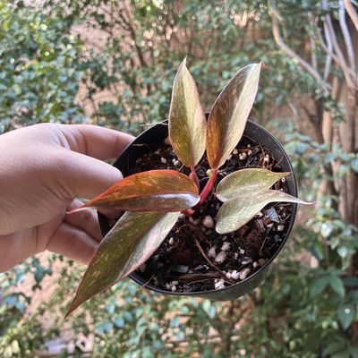 Philodendron orange princess