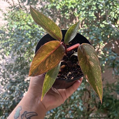 Philodendron orange princess
