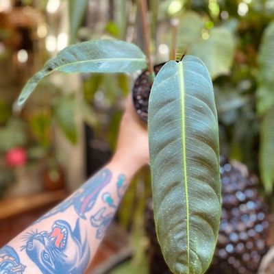 Philodendron patriciae