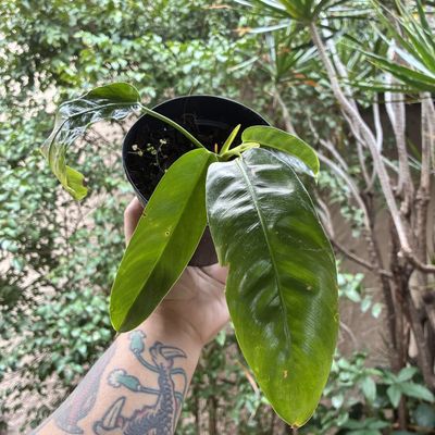 Philodendron patriciae