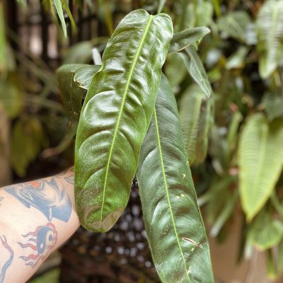 Philodendron patriciae (grande)