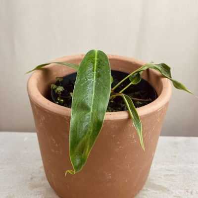 Philodendron patriciae (pequeno)