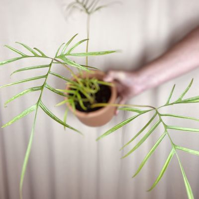 Philodendron polypodioides