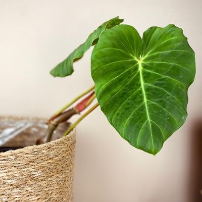 Philodendron pseudoverrucosum