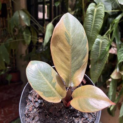 Philodendron red congo dwarf variegata