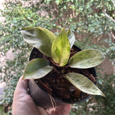 Philodendron red congo dwarf variegata