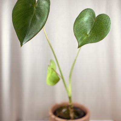 Philodendron ricardoi (médio)