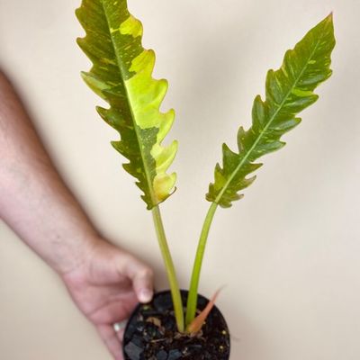 Philodendron ‘ring of fire’ (médio)