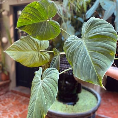 Philodendron rubrijuvenile 'El Choco' (grande)
