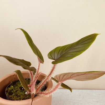 Philodendron serpens (pequeno)