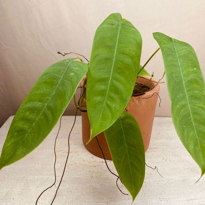 Philodendron sharoniae