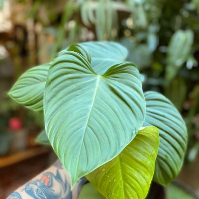 Philodendron sp "Fuzzy Petiole"